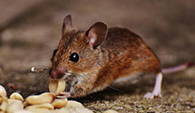 24 Hour & Emergency Exterminators in Wayne Heights, PA